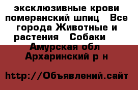 эксклюзивные крови-померанский шпиц - Все города Животные и растения » Собаки   . Амурская обл.,Архаринский р-н